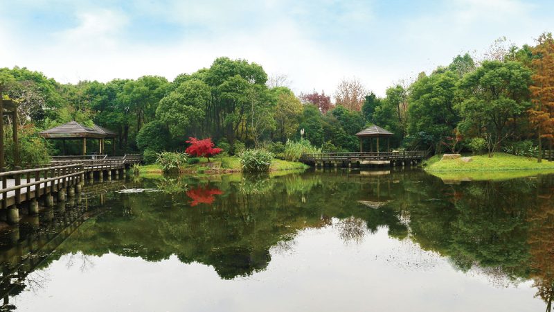 庭院四季常绿，如何选择植物品种？**
