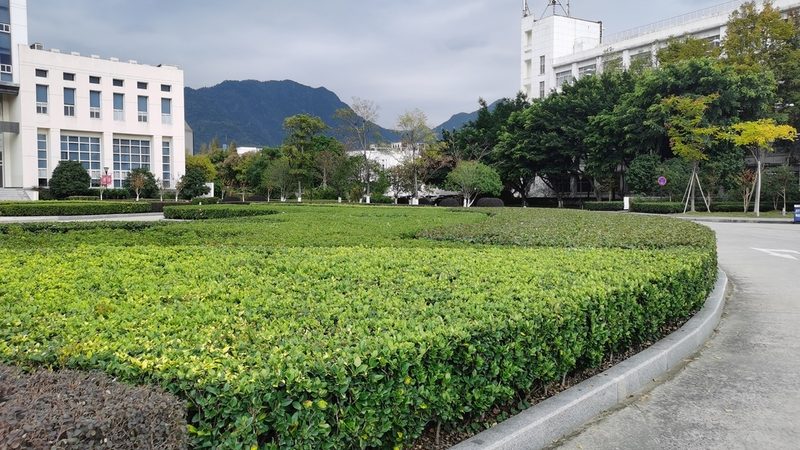 园林绿化乔木养护管理流程解析**