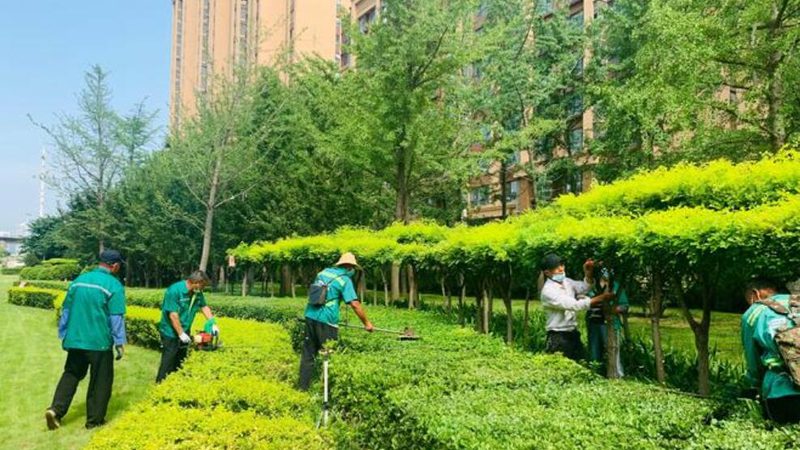 庭院观赏苗木：如何挑选高品质厂家直销产品